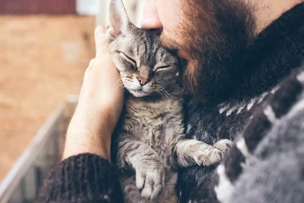 What Was Domesticated First Cats Or Dogs