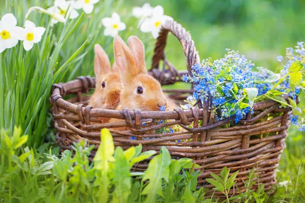 The grooming guide for Easter bunnies