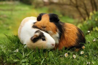 Our 7-point guide to being a gold-star guinea pig owner