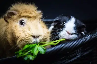 Caring for your guinea pigs’ sensitive skin
