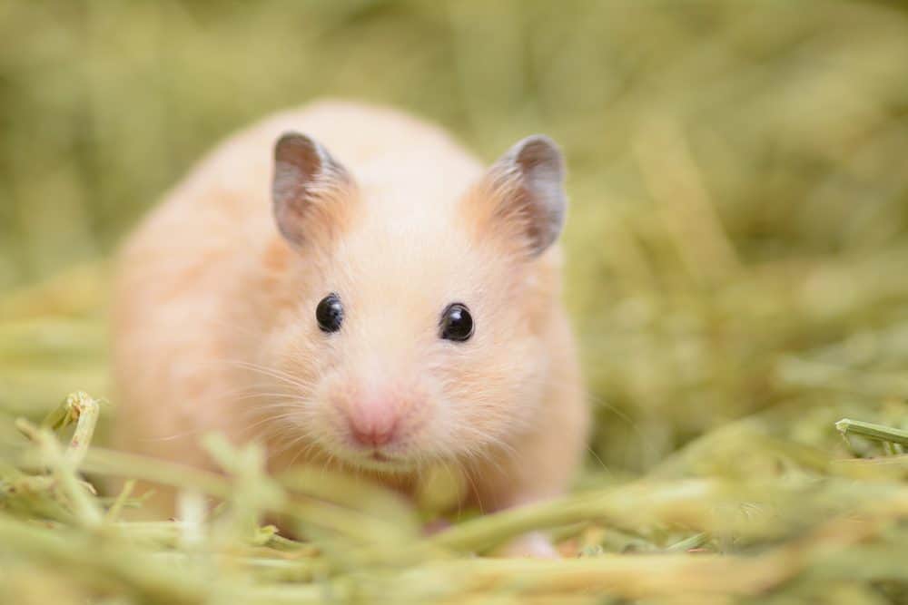 How to Care for a Pet Syrian Hamster