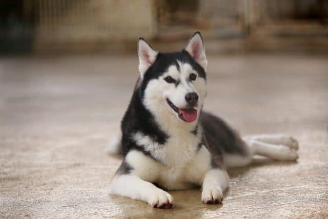 Why Game of Thrones success is bad news for Huskies