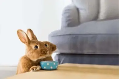 Perfect habitats for indoor rabbits