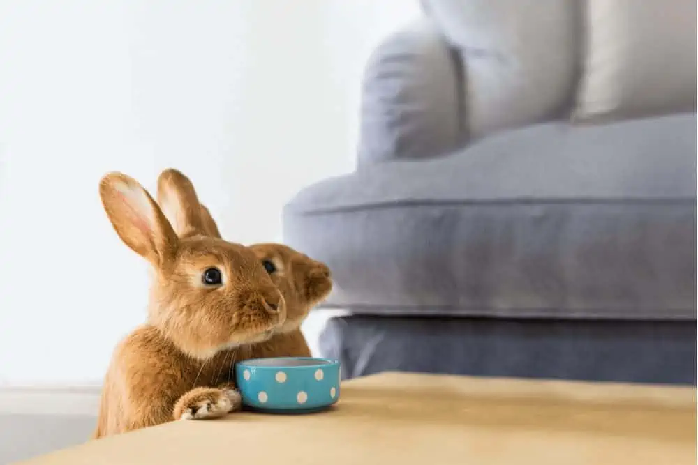 Perfect habitats for indoor rabbits