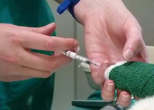 Getting a vein – rabbit venepuncture