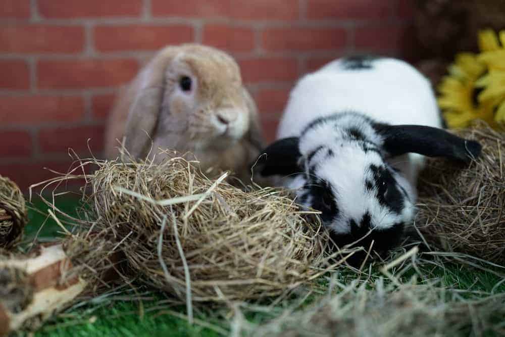Making hay-time playtime for bunnies