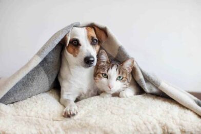 New thinking on helping your pets cope with fireworks season
