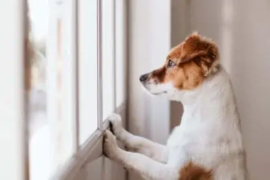 Are your pets down in the dumps?