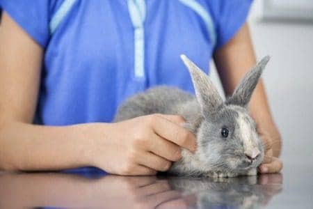 Liver disease in rabbits - Hepatic lipidosis