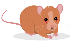 Red Tears (Chromodacryorrhea)