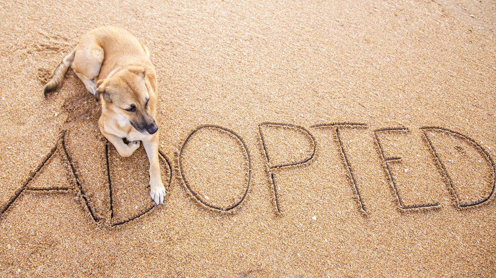 Taking on a rescue dog