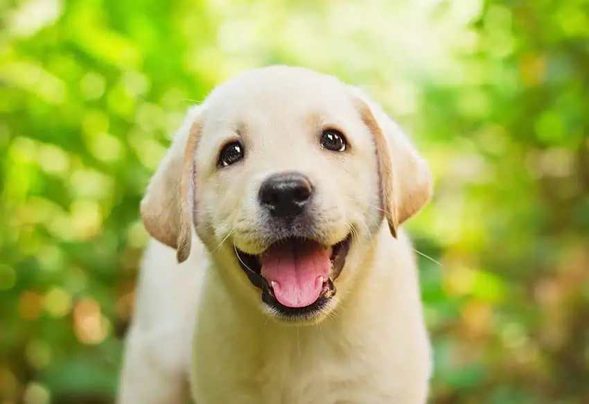 In praise of praising your dog