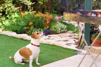 Having a barbecue? Make sure your pets stay safe