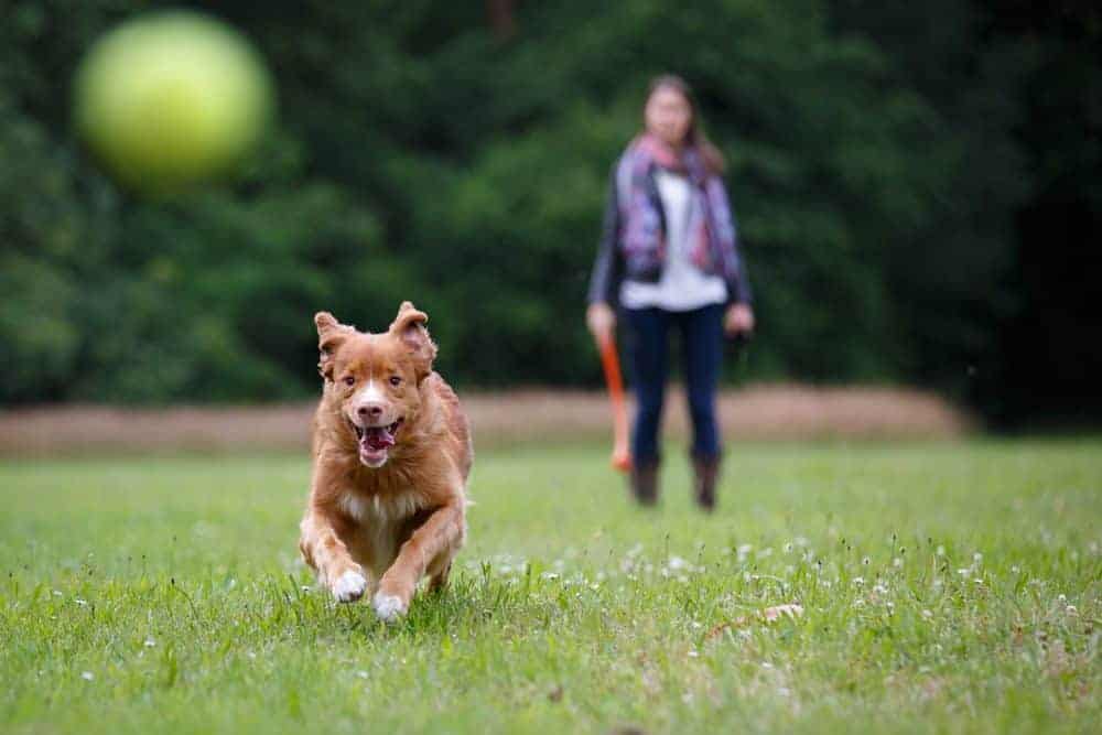 Are ball flingers bad news for dogs?