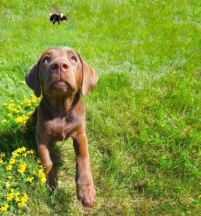 Summer first aid for pets