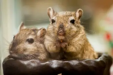 8 fun facts about gerbils