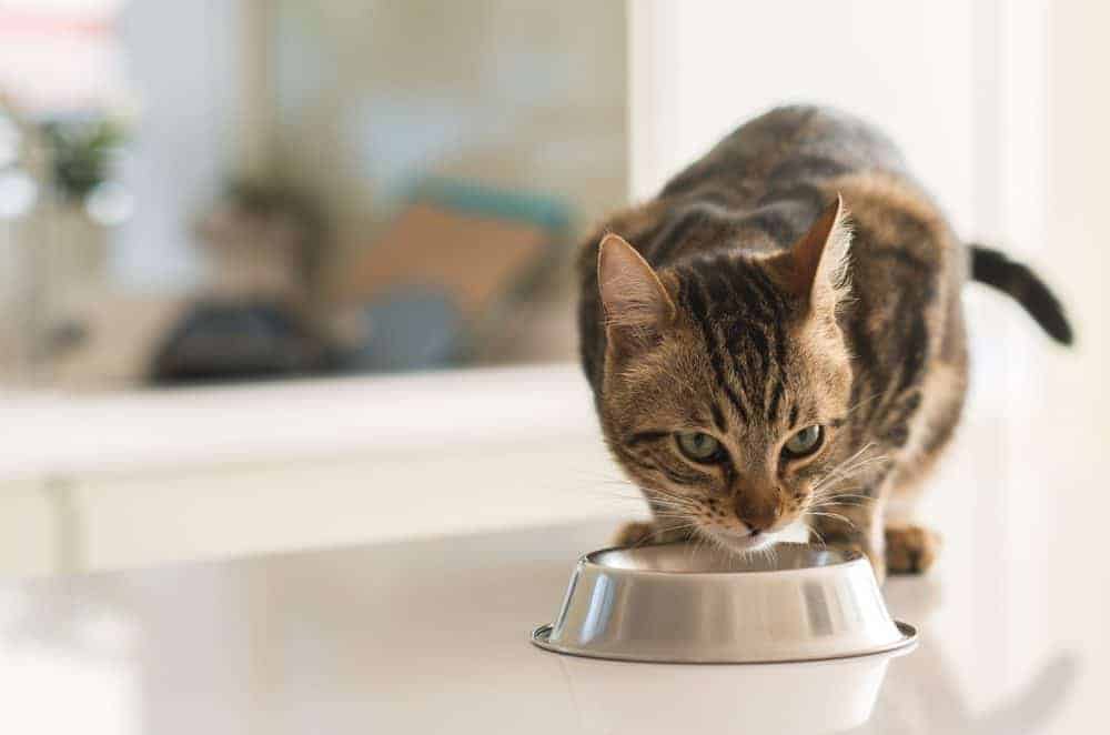Cat food in the headlines
