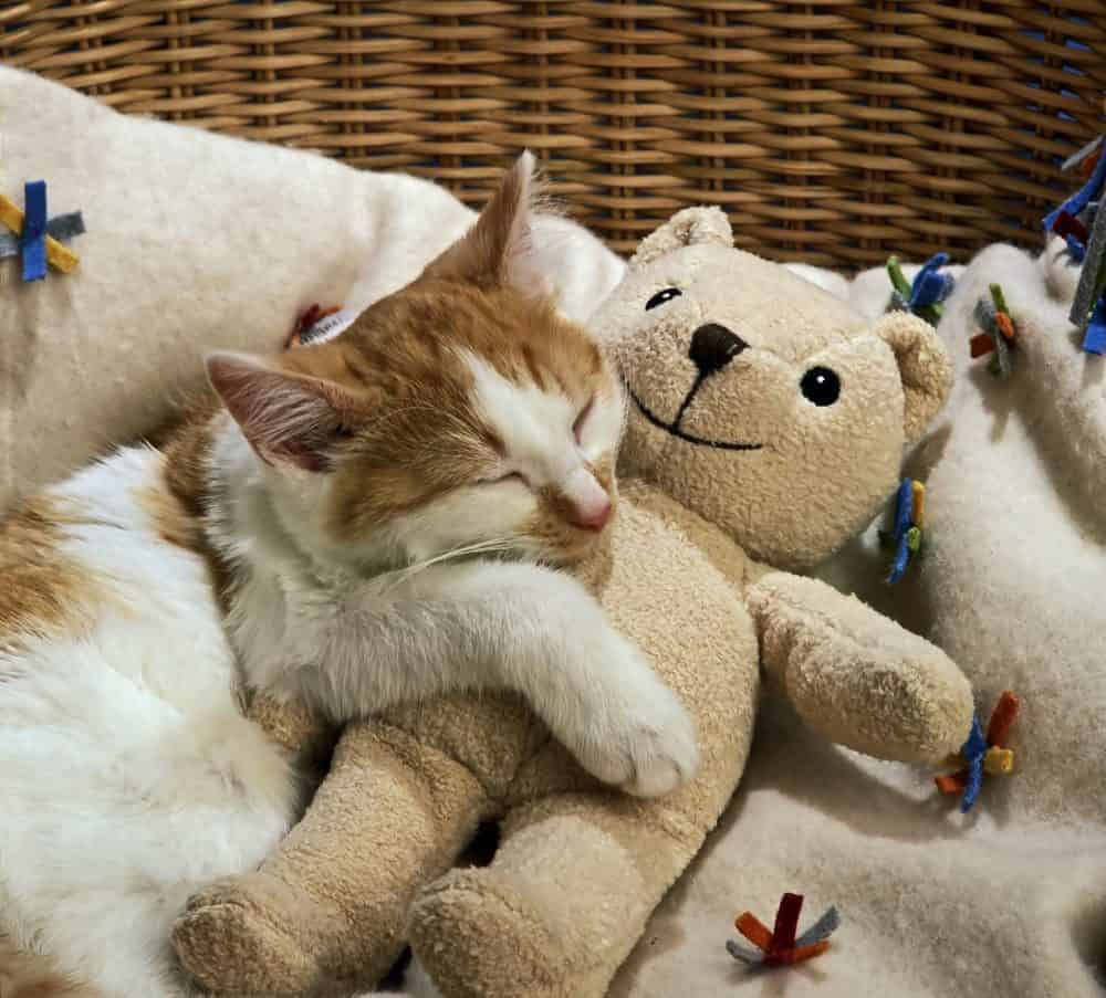 Long live cats!