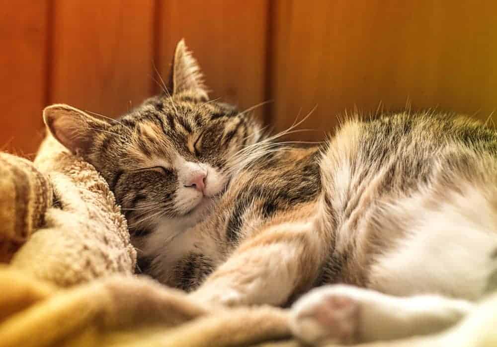 Caring for a golden oldie cat