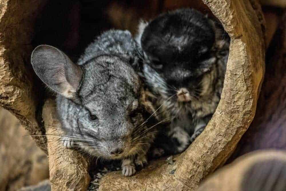 Take a closer look at your pets' diet in 2019: Chinchillas