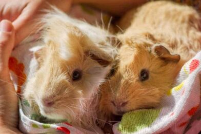 How are your guinea pigs doing this week?