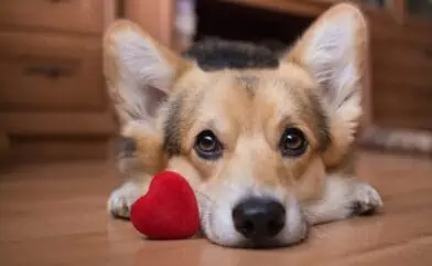 My furry valentine