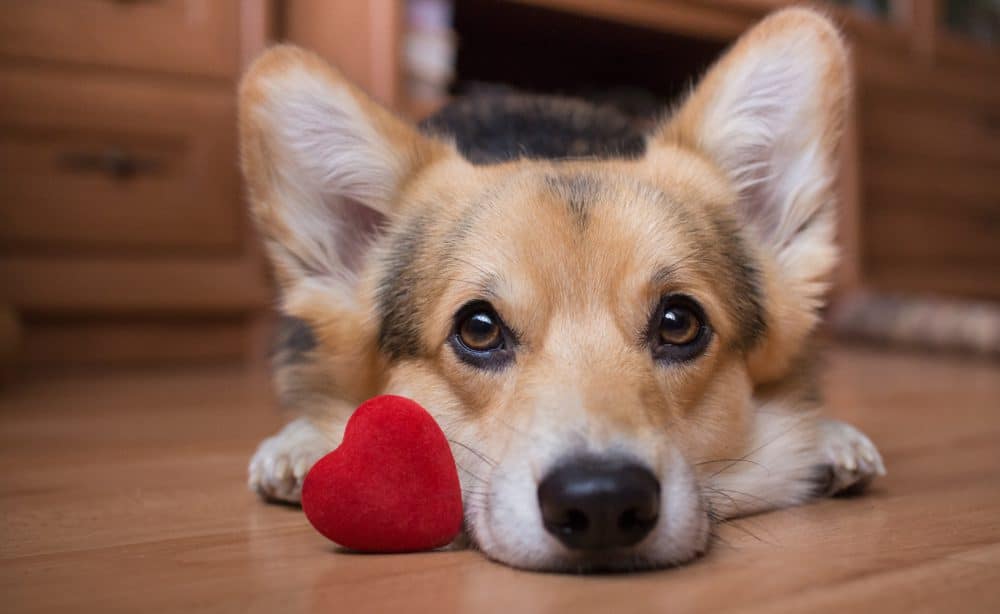 My furry valentine
