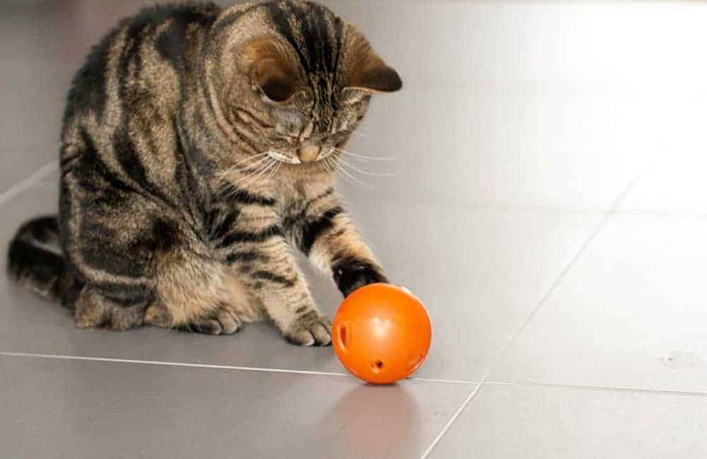 Why you should let your cat puzzle it out