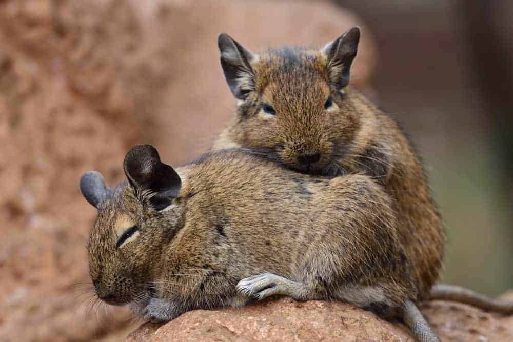 Take a closer look at your pets’ diet in 2019 – degus