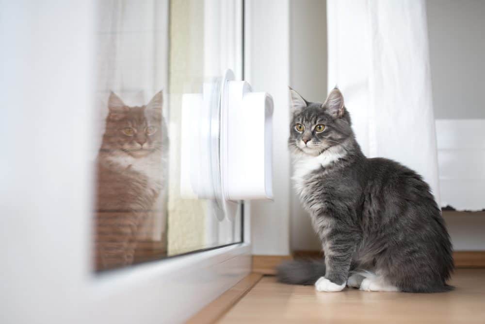 Is your cat in a flap about making an entrance?