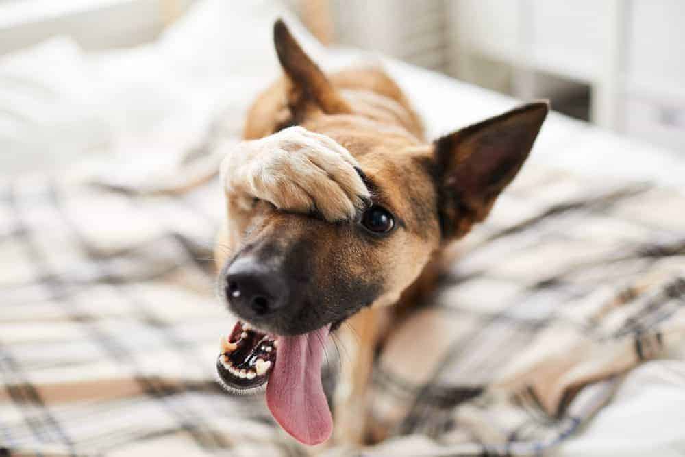 Dog behaving badly?