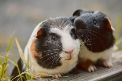 Which small pet is right for you?