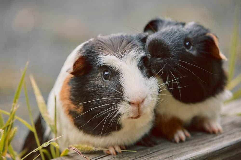 Which small pet is right for you?