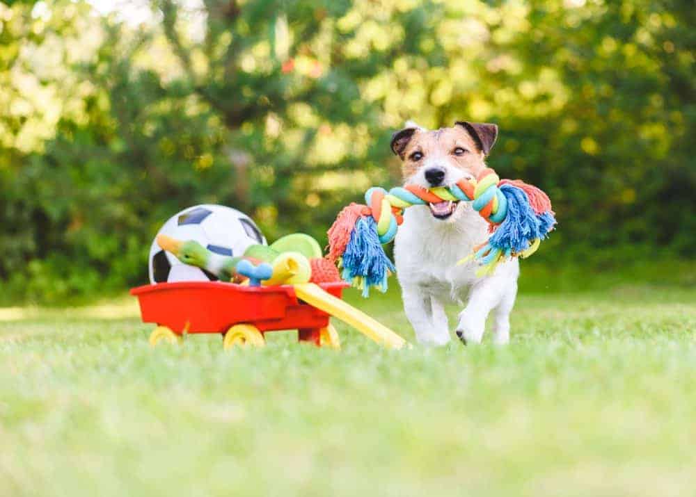 Give the dog a choice