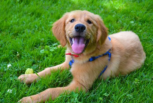 Tailor your training to your dog’s personality