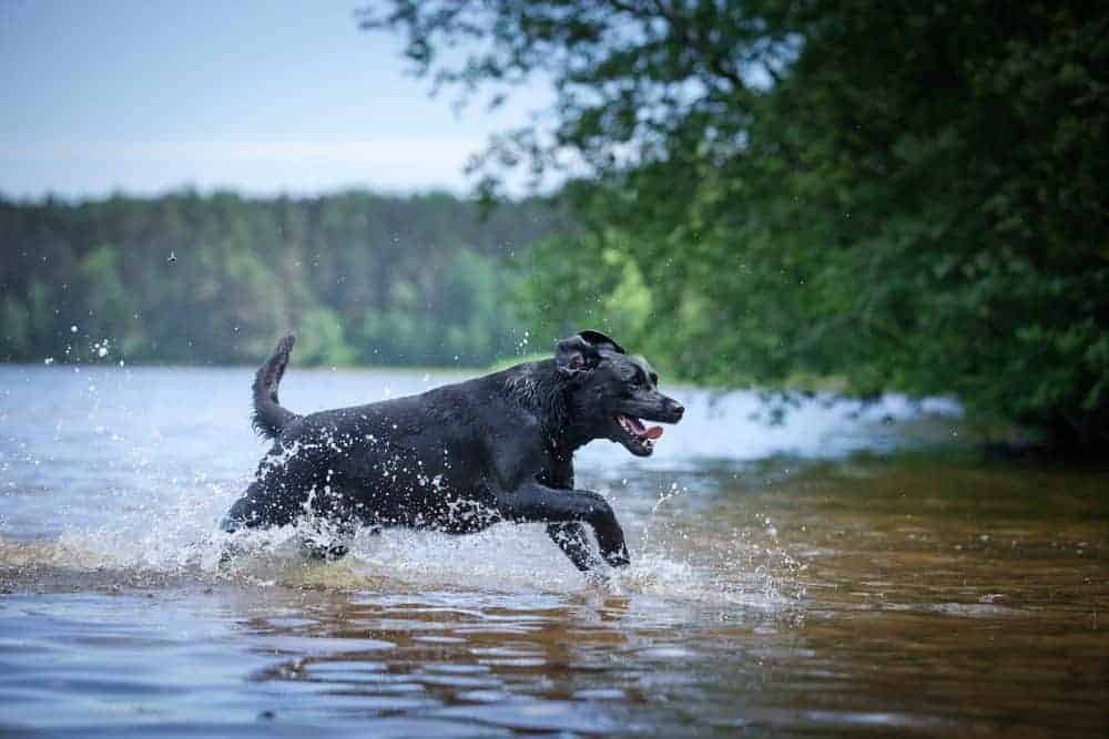 Blue green algae alert across the UK