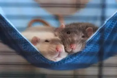 Celebrate the Year of the Rat