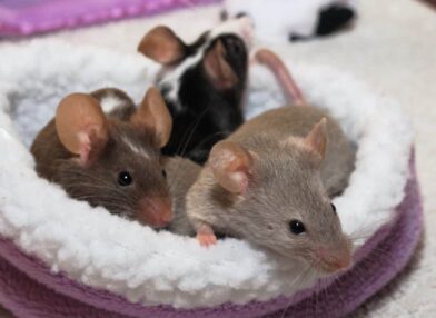 Why mice are really rather nice