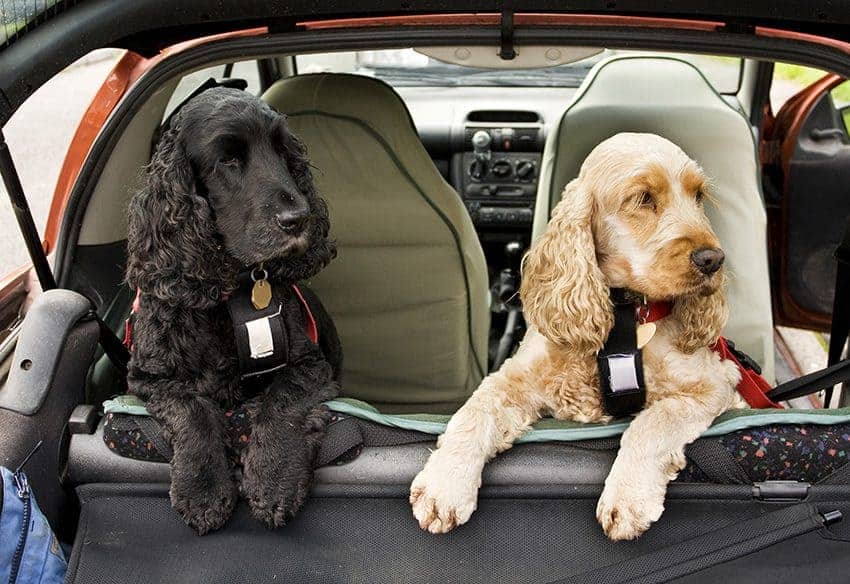 Dogs on tour