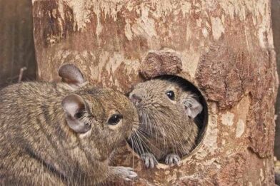 Add some degus to your day