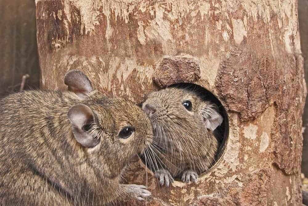 Add some degus to your day