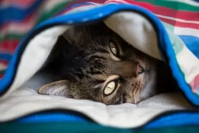 Can you think like a cat?
