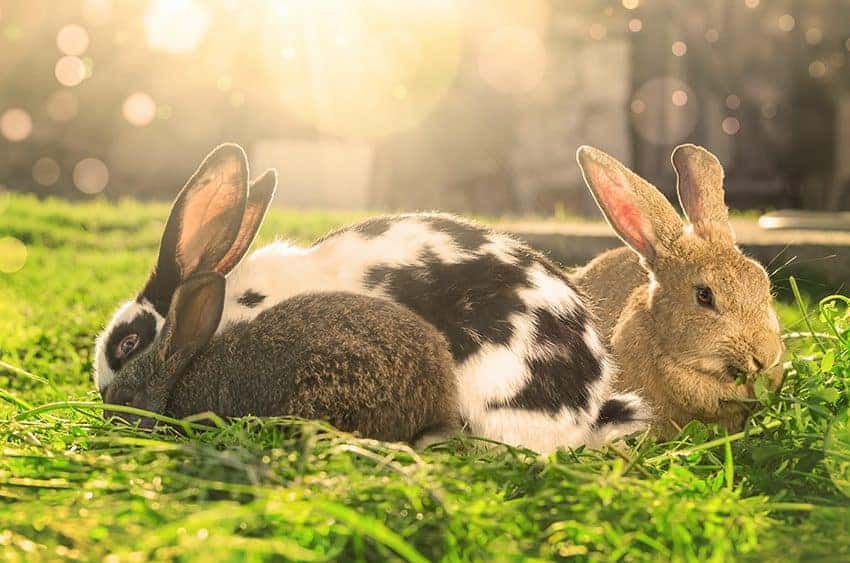 Happy bunnies?