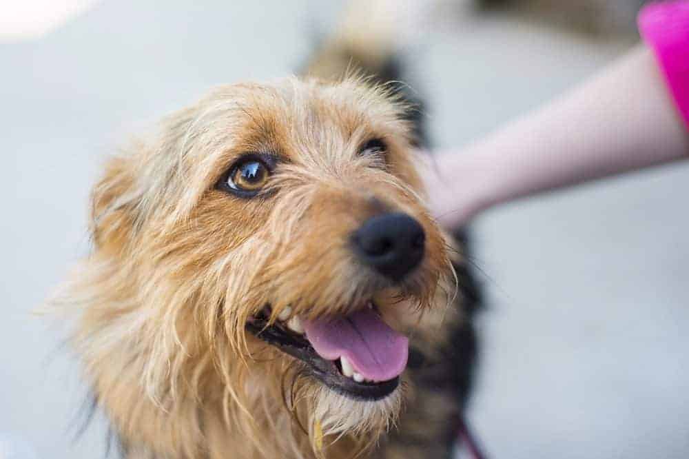 Why pets are so good for our mental wellbeing