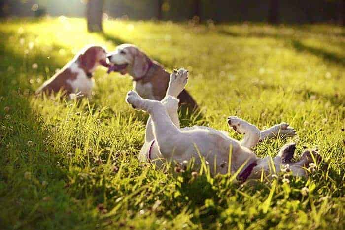 Brush up on your dog park etiquette