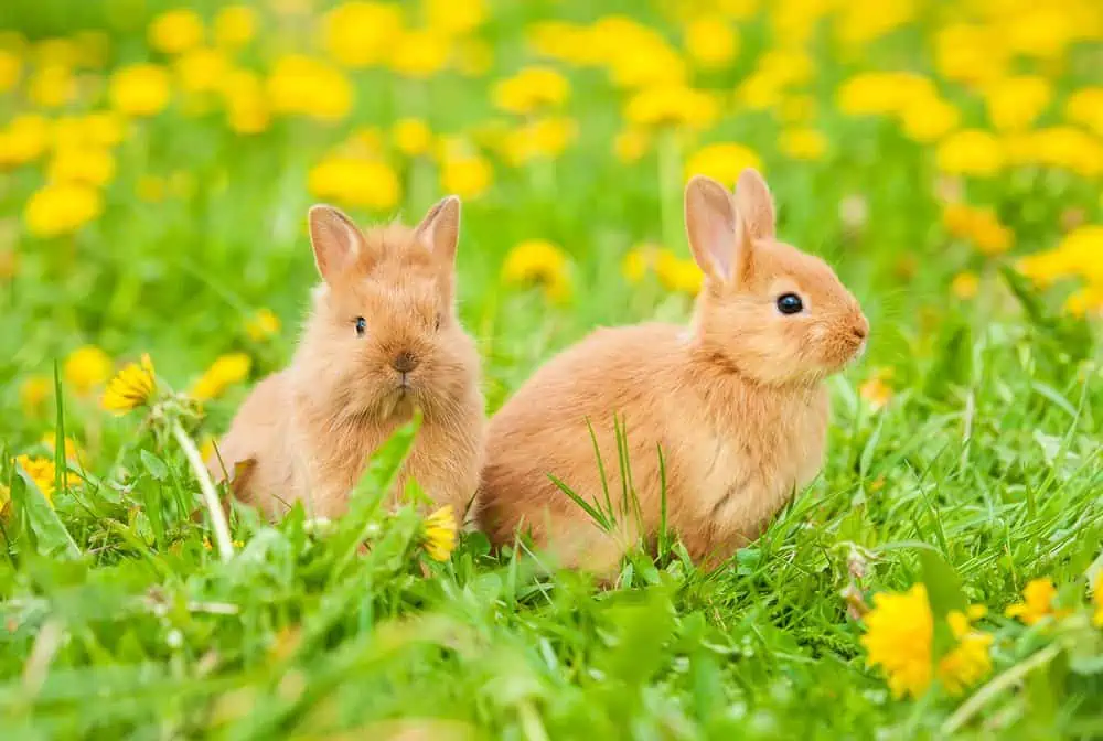 Foraging for your small furries