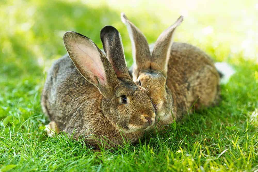 Keep calm and help out the UK’s pet rabbits