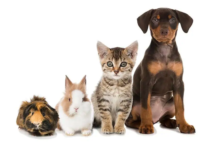 Are you a pet expert?