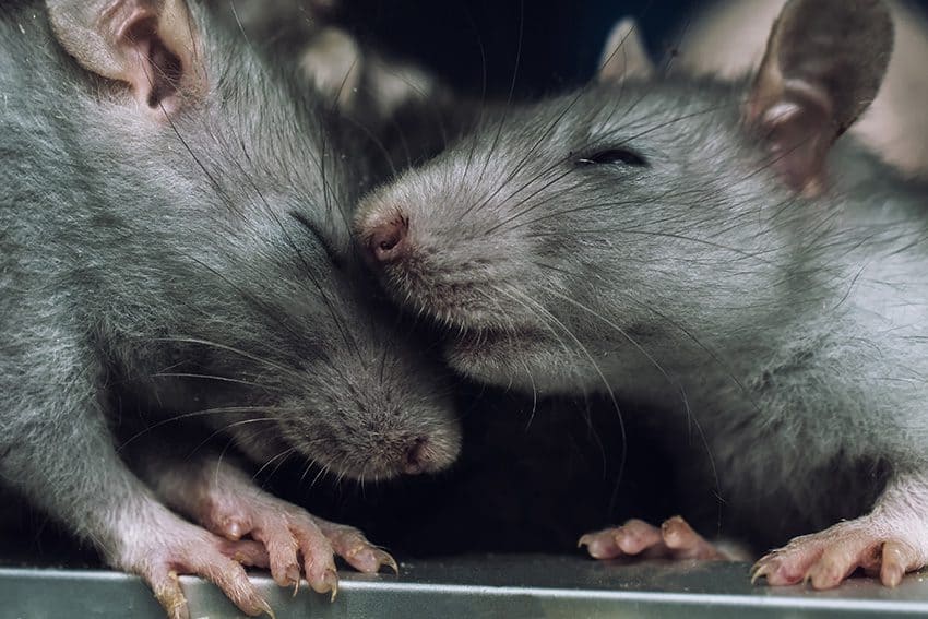 Join the rat pack