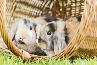 Keeping your pets safe in the sun